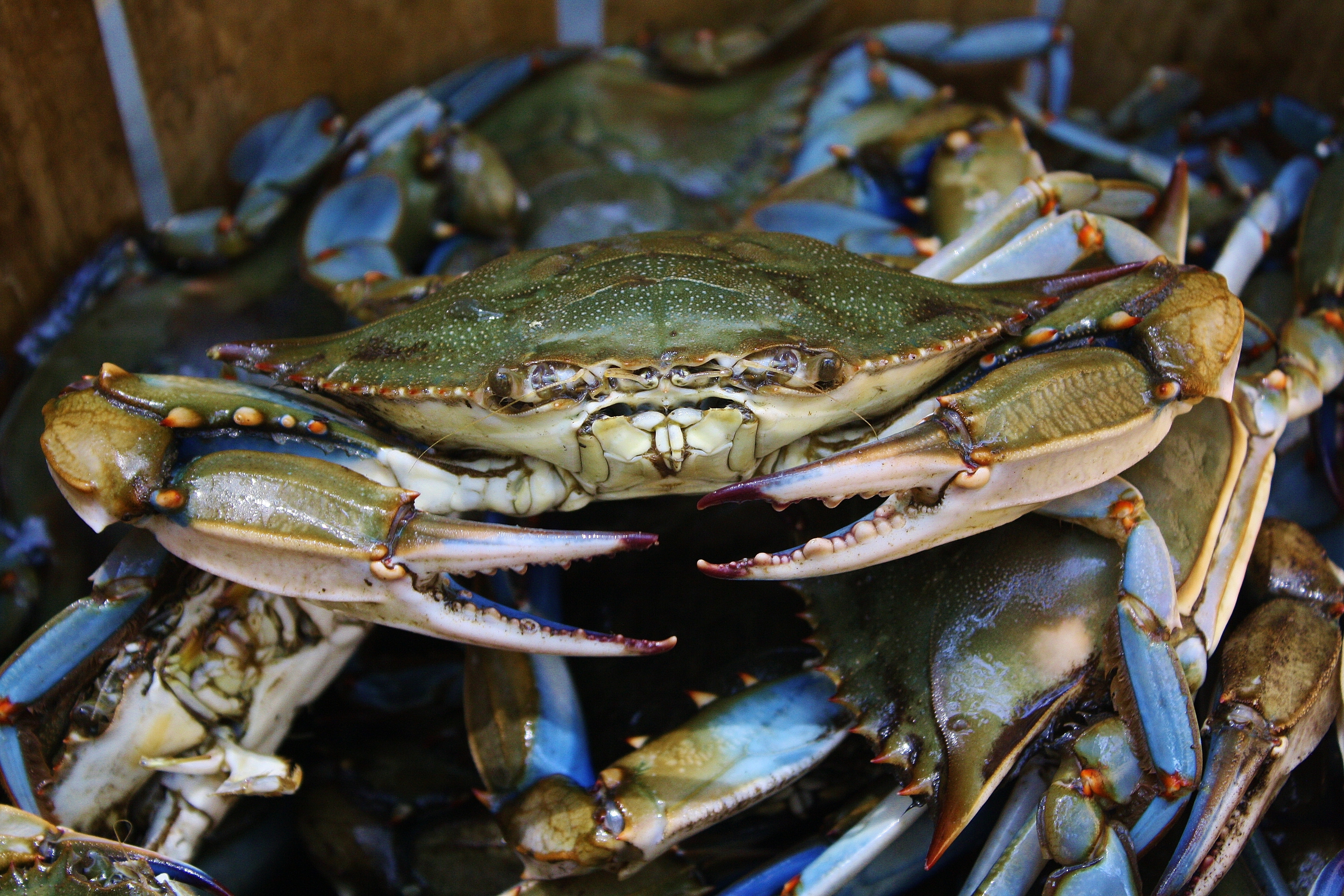 Crabbing Season In Maryland